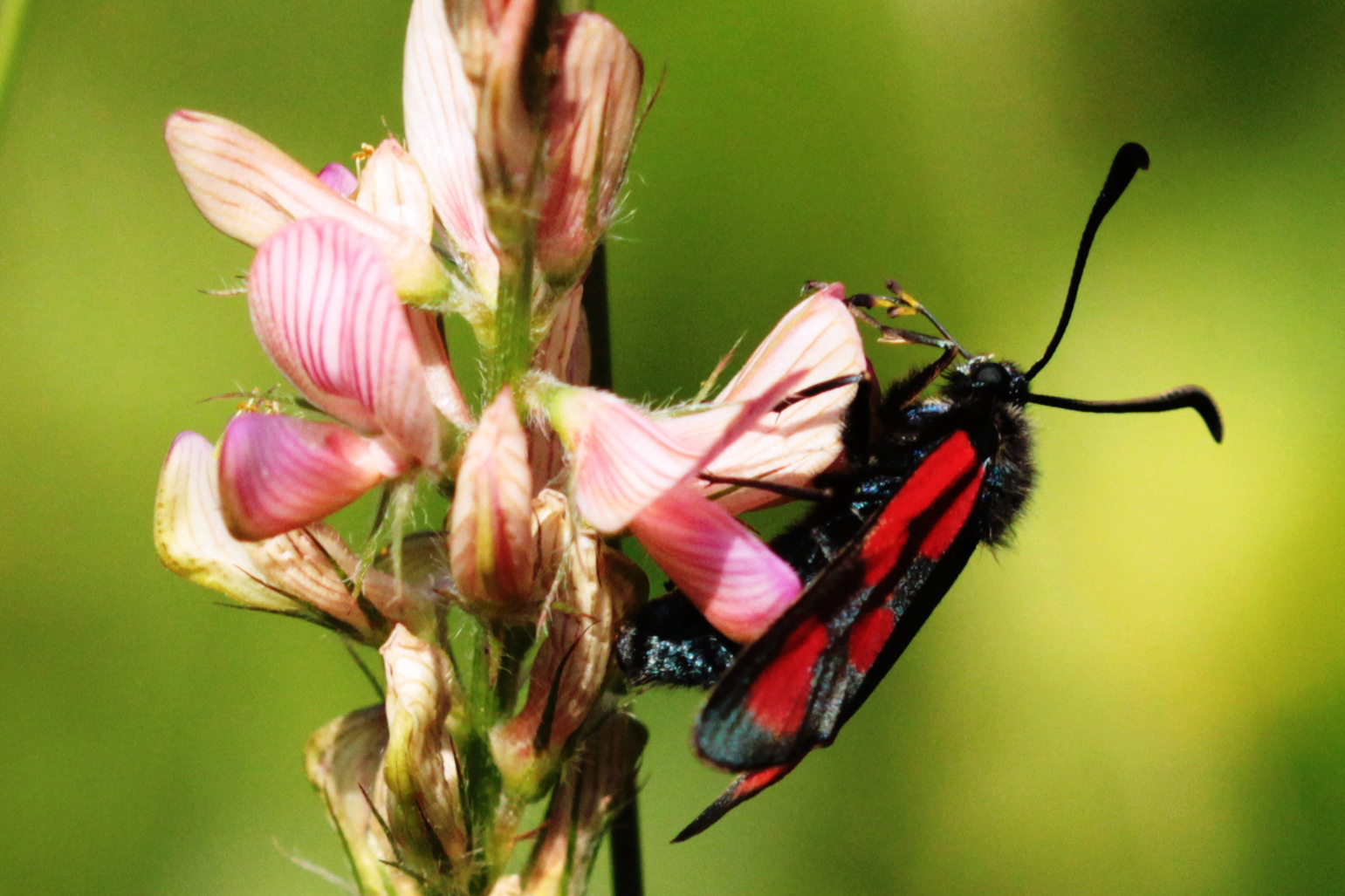 Kleines Fünffleckwidderchen (Zygaena viciae)