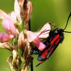 Kleines Fünffleckwidderchen (Zygaena viciae)