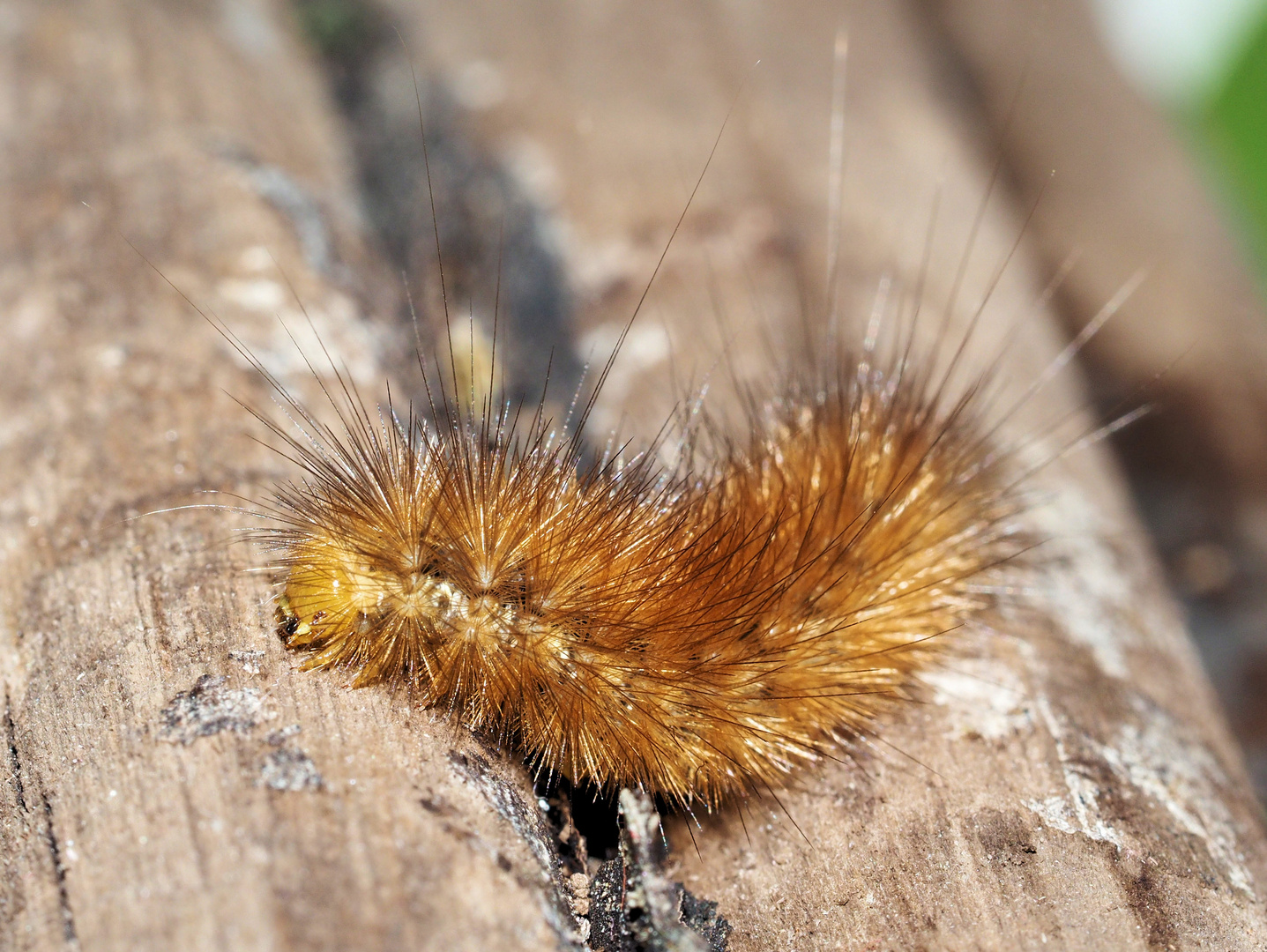 Kleines Fundstück auf der Terrasse … 