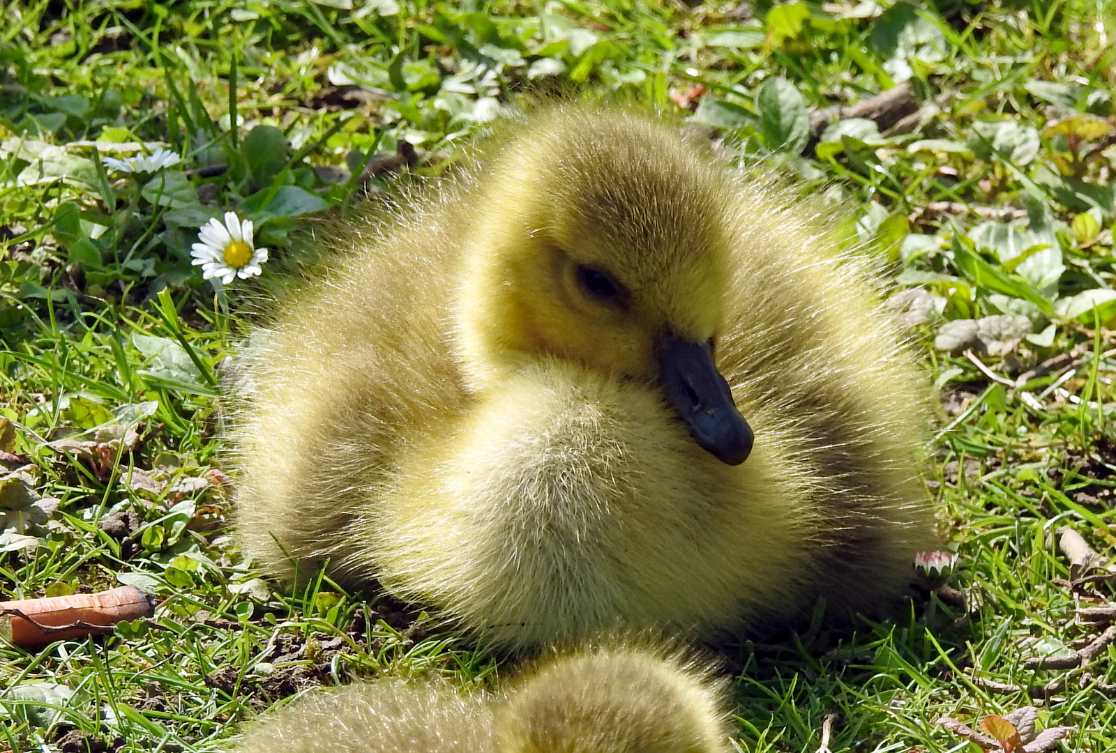 Kleines Gänschen mit Gänseblümchen