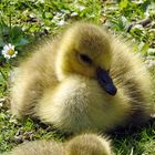 Kleines Gänschen mit Gänseblümchen