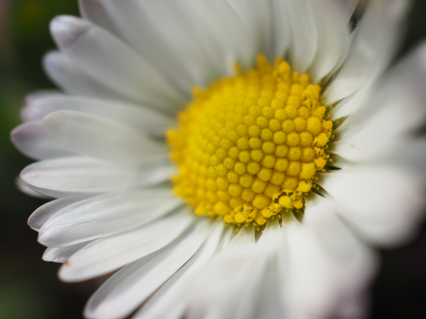 kleines Gänseblümchen