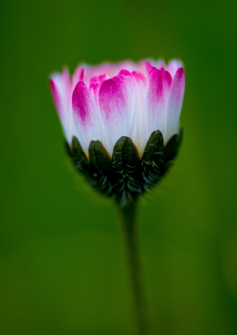 kleines Gänseblümchen 