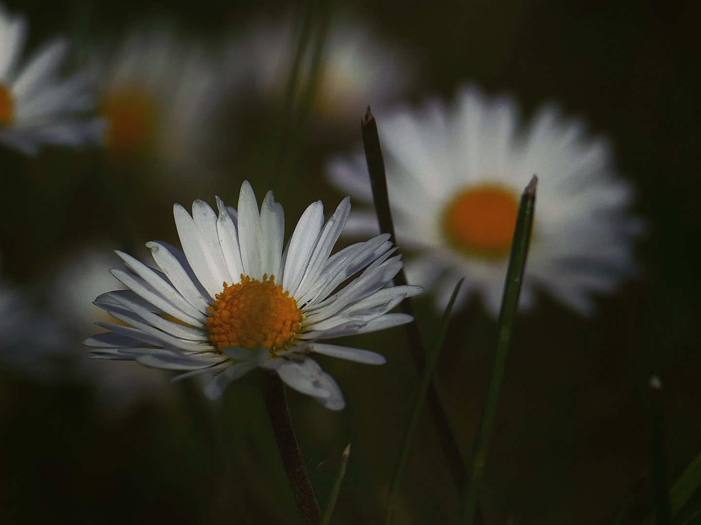 Kleines Gänseblümchen