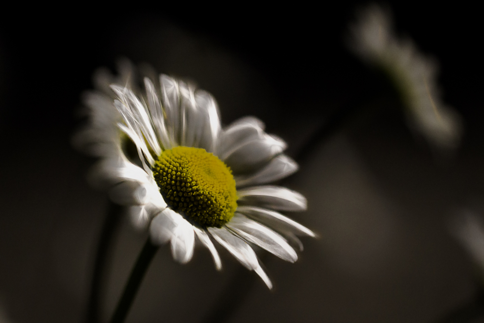 Kleines Gänseblümchen