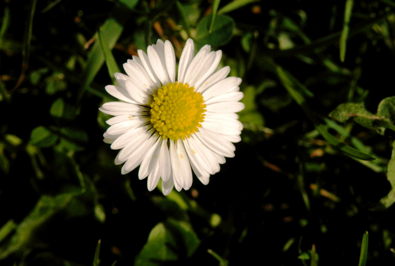 kleines Gänseblümchen ganz groß