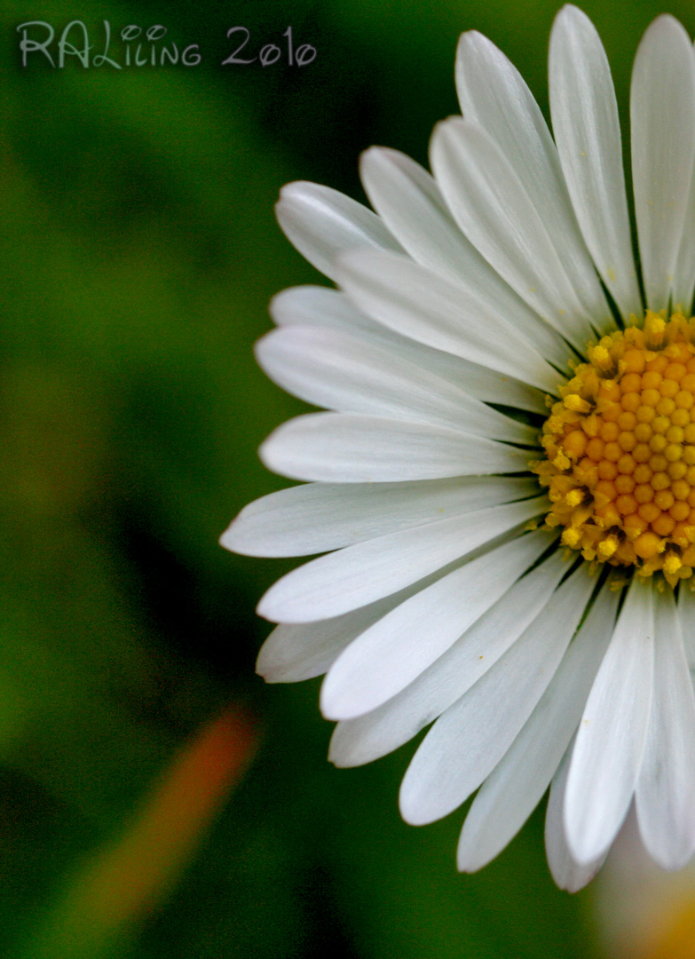 kleines Gänseblümchen ganz Groß