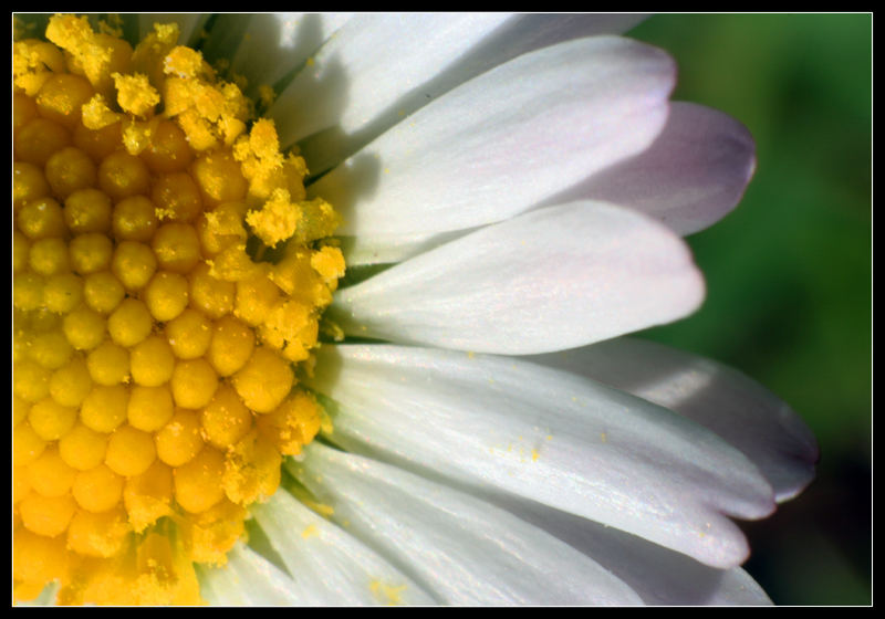 ...kleines Gänseblümchen ganz groß... =)