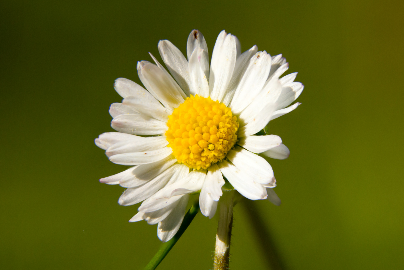 kleines Gänseblümchen ganz groß