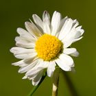 kleines Gänseblümchen ganz groß