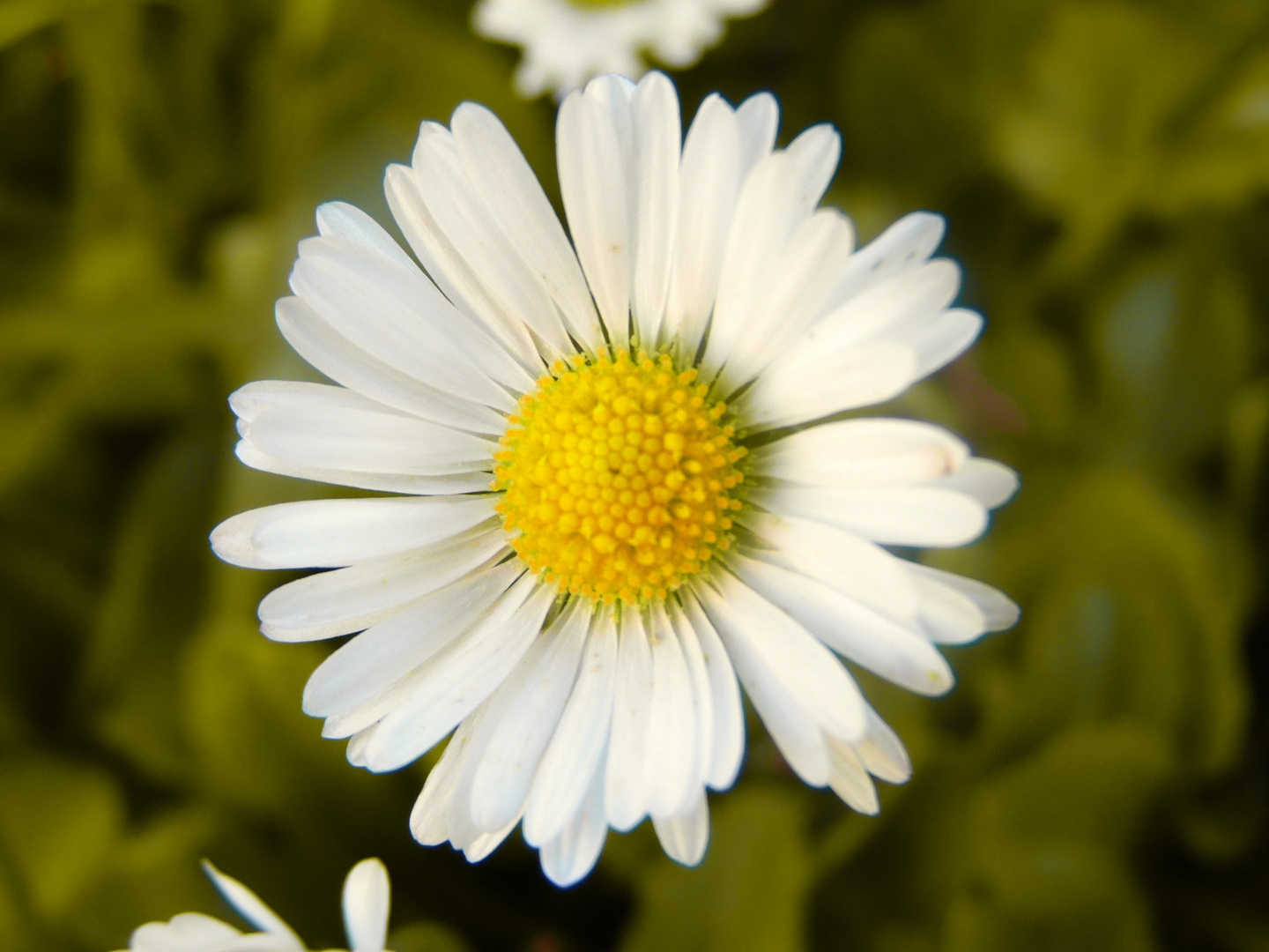 Kleines Gänseblümchen im garten