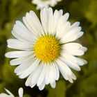 Kleines Gänseblümchen im garten