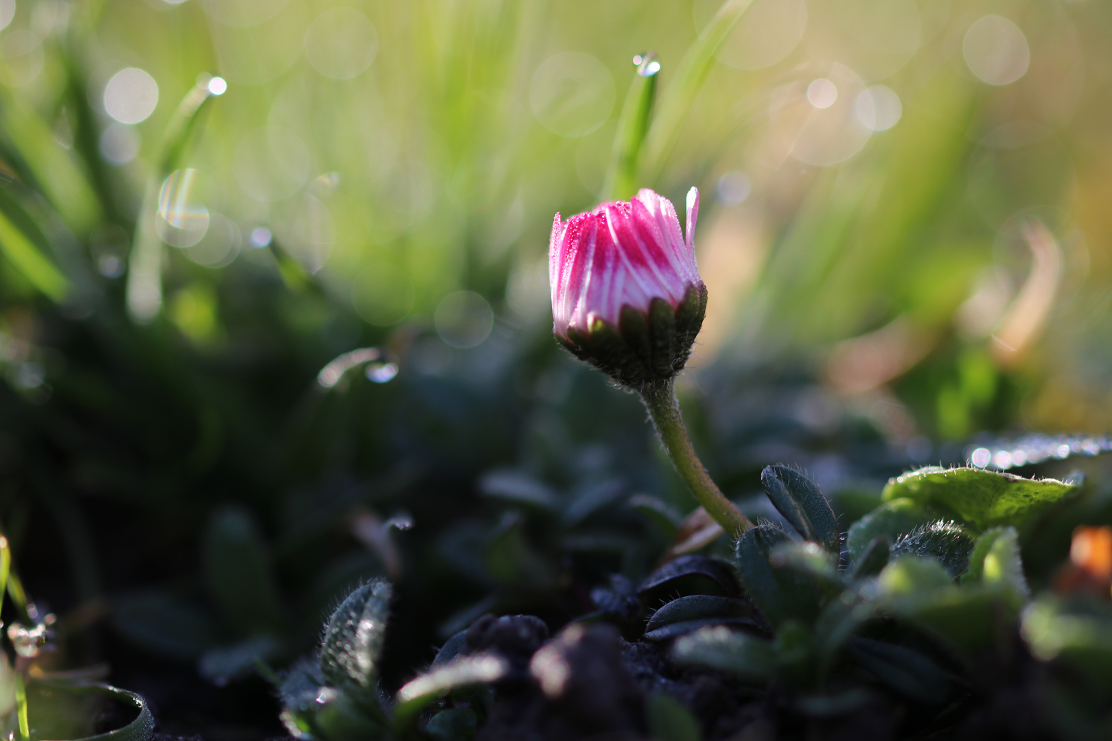 Kleines Gänseblümchen im Morgentau