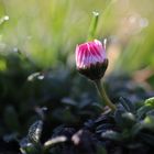 Kleines Gänseblümchen im Morgentau