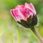 kleines Gänseblümchen sucht etwas Wärmendes zum Kuscheln