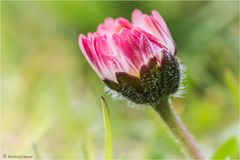 kleines Gänseblümchen sucht etwas Wärmendes zum Kuscheln