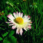 Kleines Gänseblümchen/Daisy aus dem Garten :)