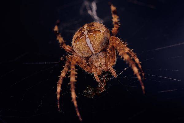 kleines ganz groß - Kreuzspinne