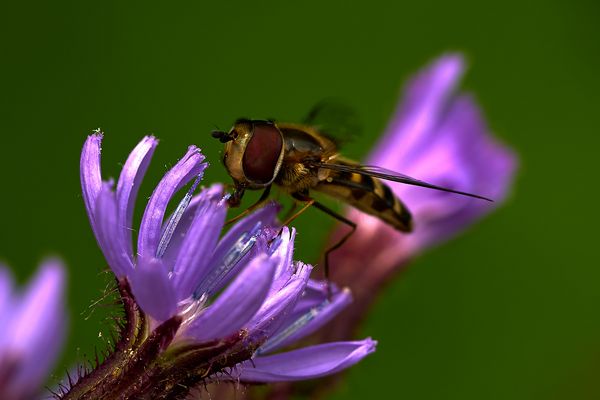 kleines ganz groß -  Schwebfliege