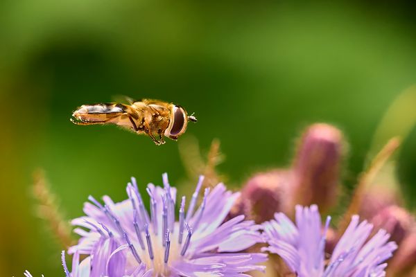 kleines ganz groß - Schwebfliege im Flug