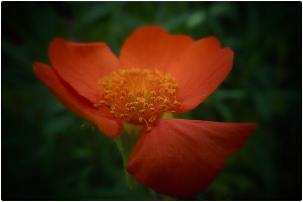 Kleines Gartenblümchen