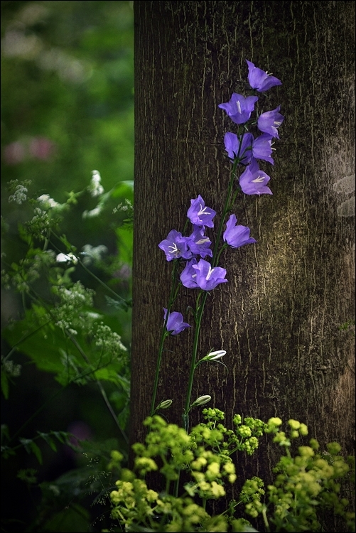 kleines Gartenstück...