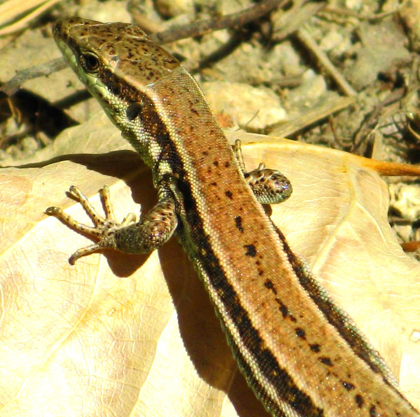 kleines Geckotierchen =)