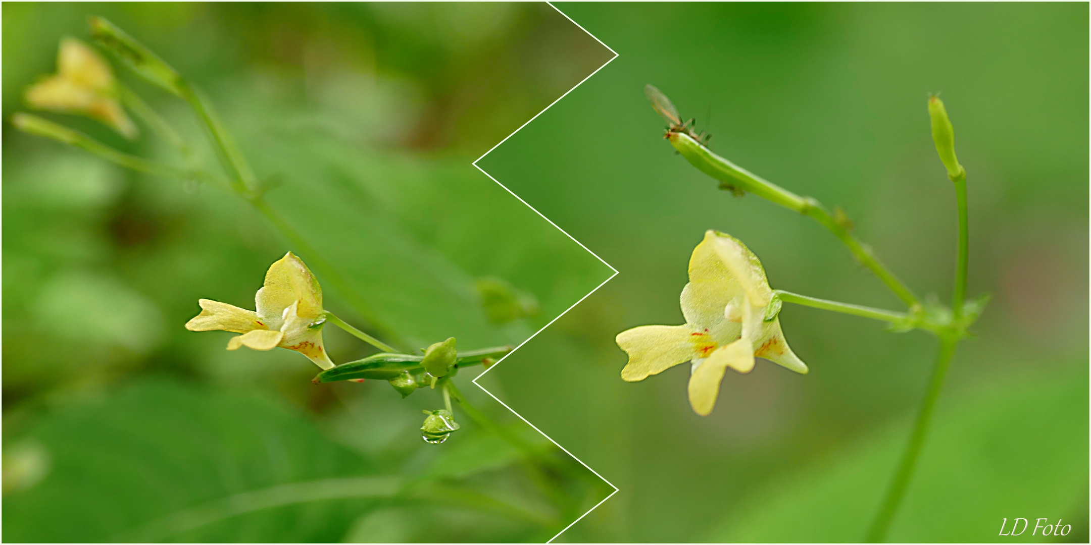 kleines gelbes Springkraut