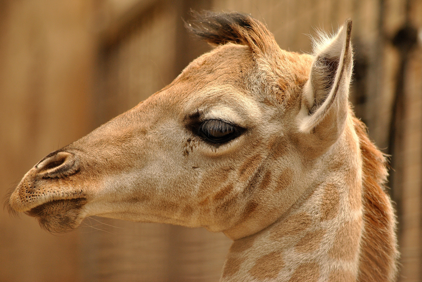 Kleines Giraffenmädchen