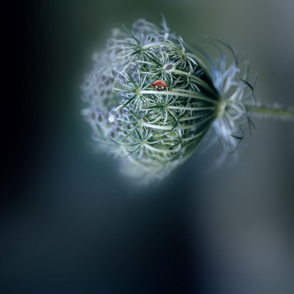 kleines Glück Foto & Bild stille, natur, natur fine art Bilder auf