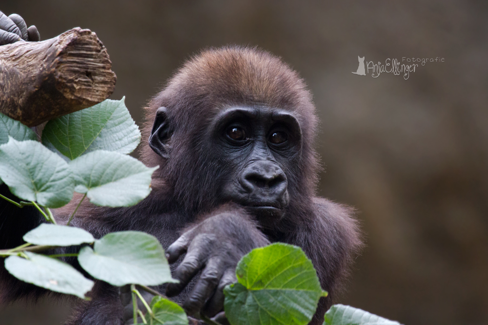 Kleines Gorillamädchen