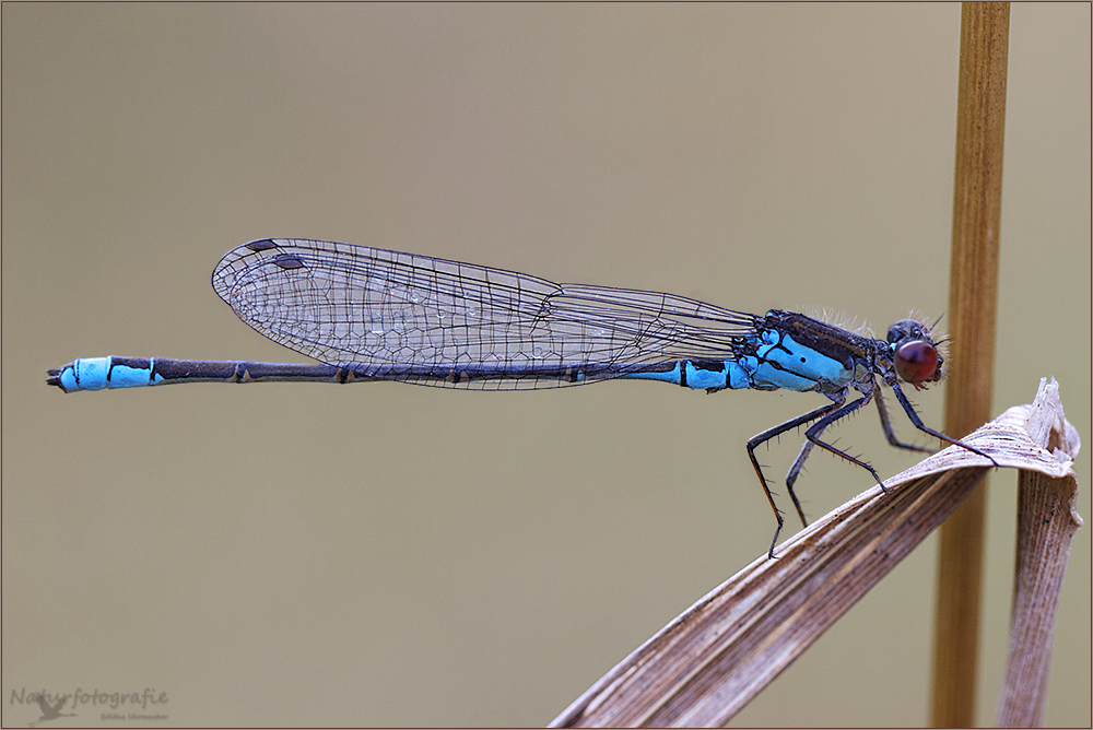 kleines granatauge ( erythromma viridulum ) 01/12