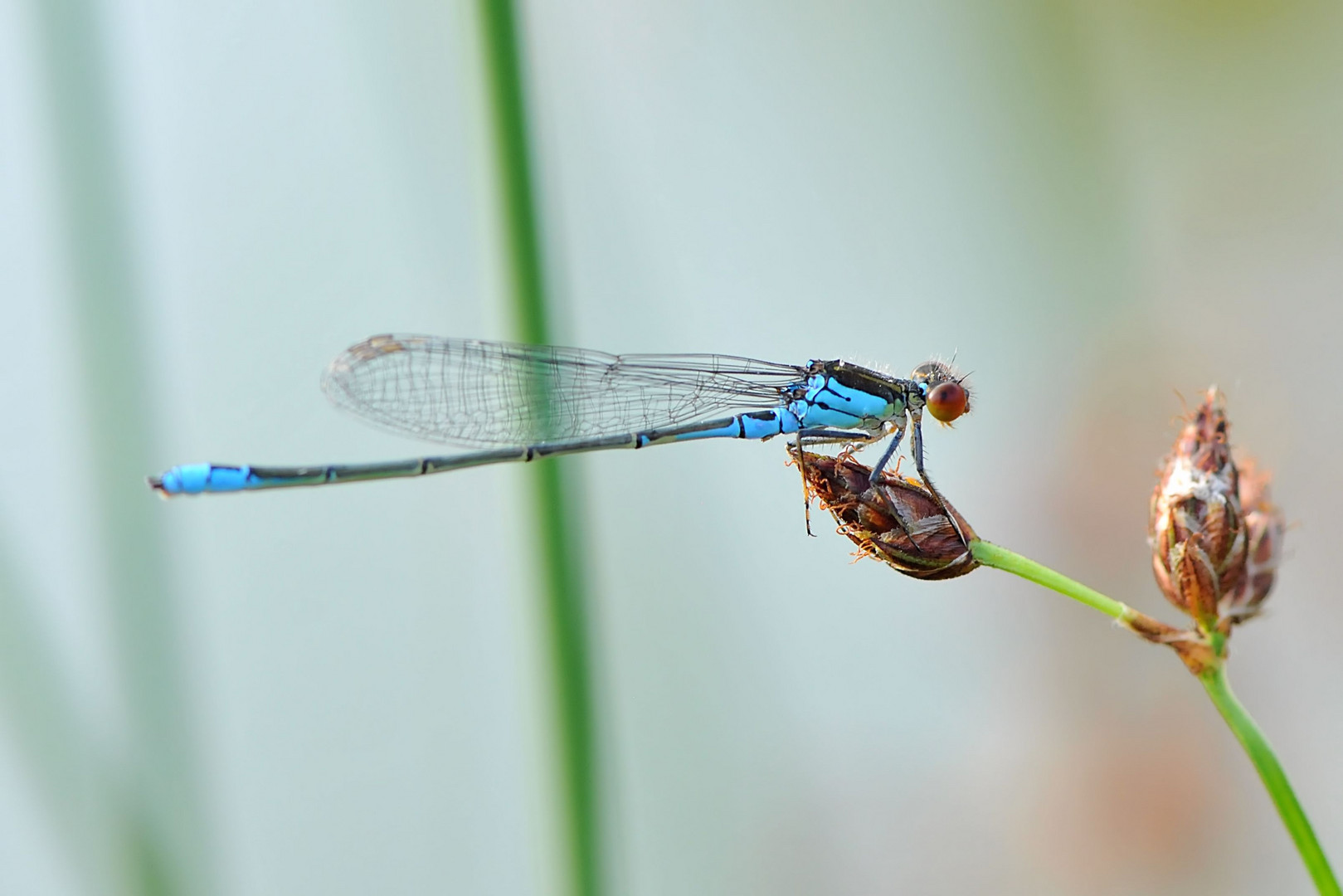 Kleines Granatauge (Erythromma viridulum)