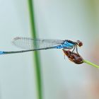 Kleines Granatauge (Erythromma viridulum)