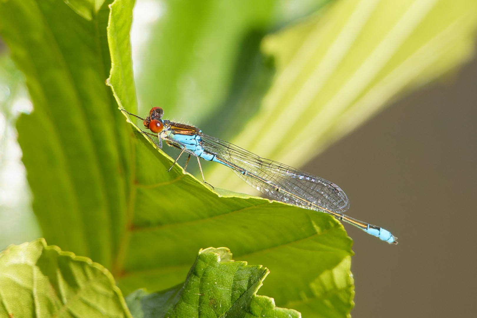 Kleines Granatauge (Erythromma viridulum)