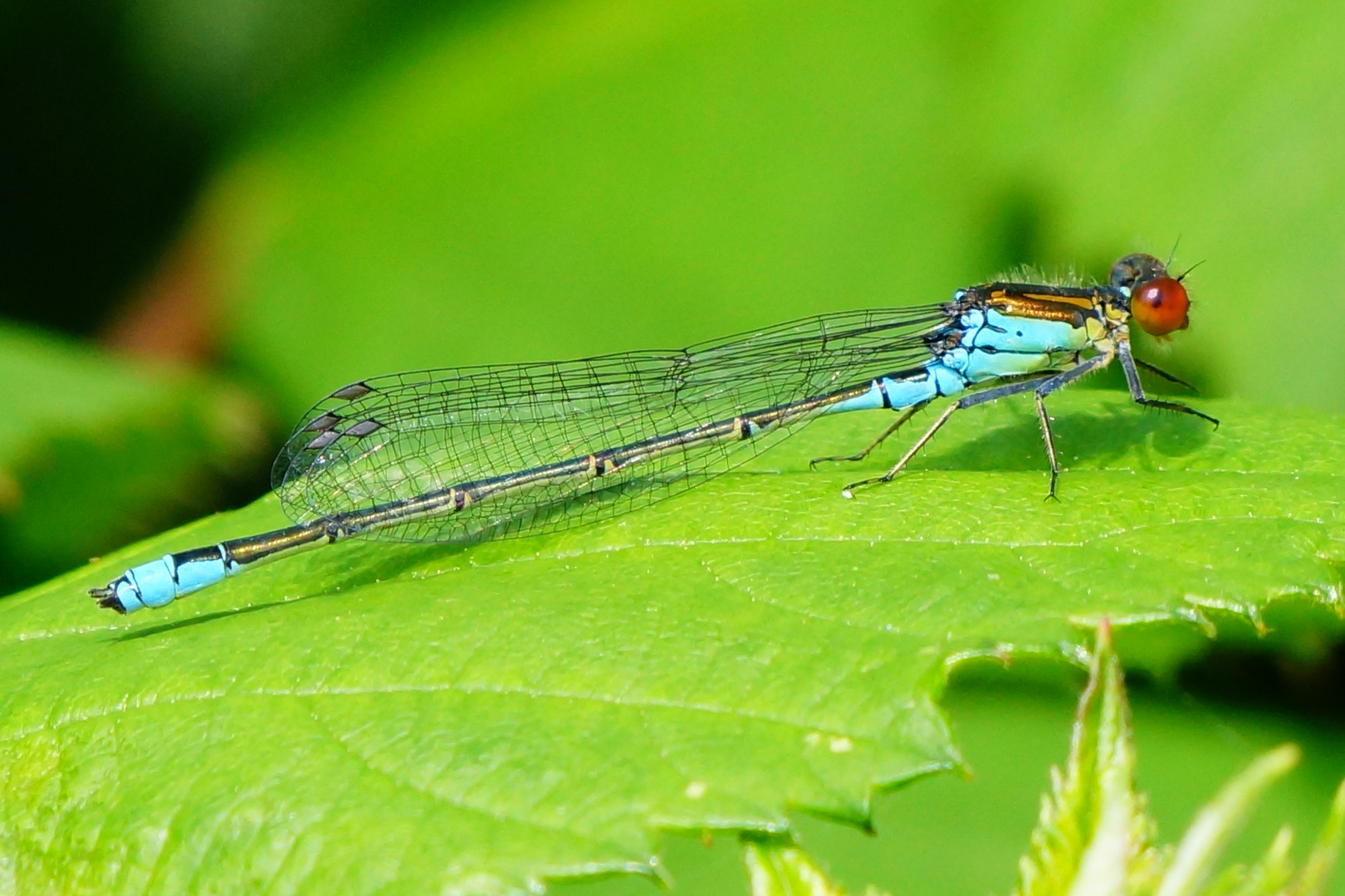 Kleines Granatauge - Erythromma viridulum