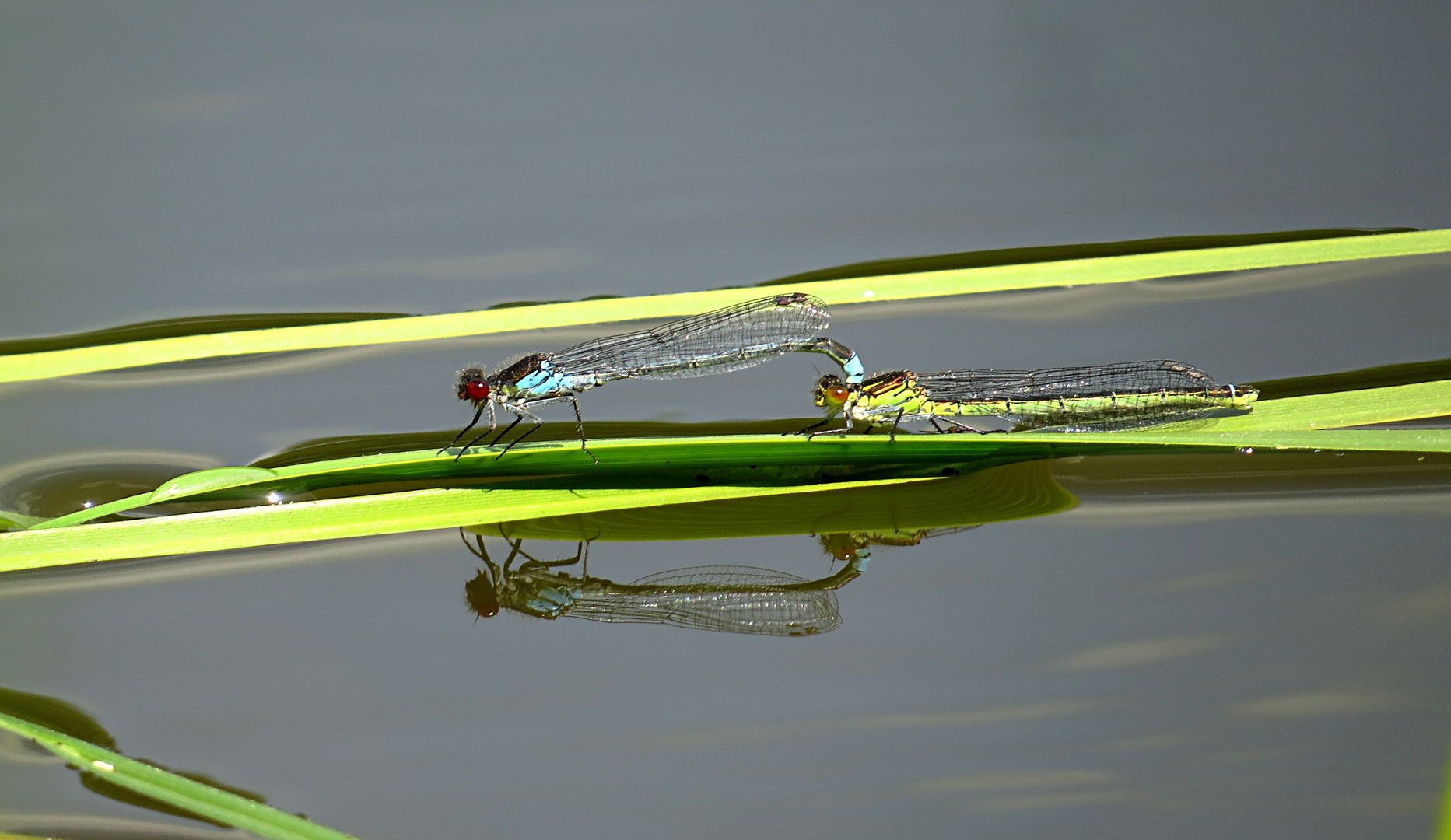 --- Kleines Granatauge (Erythromma viridulum) ---