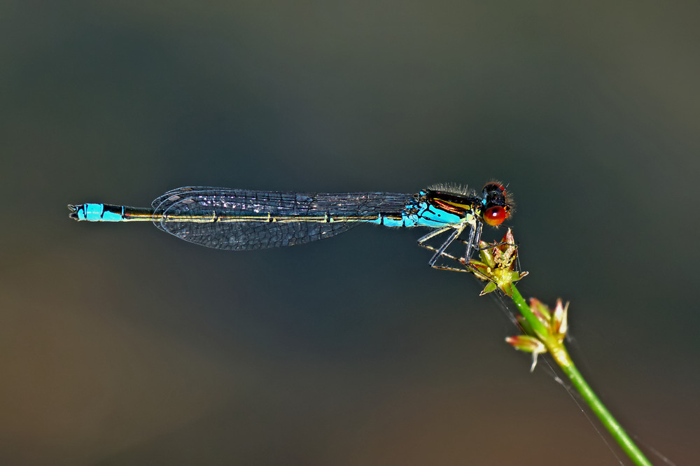 Kleines Granatauge (Erythromma viridulum)