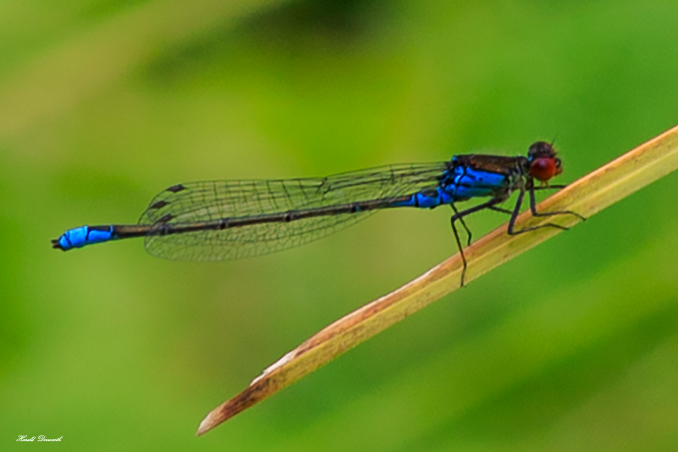 Kleines Granatauge (Erythromma viridulum)