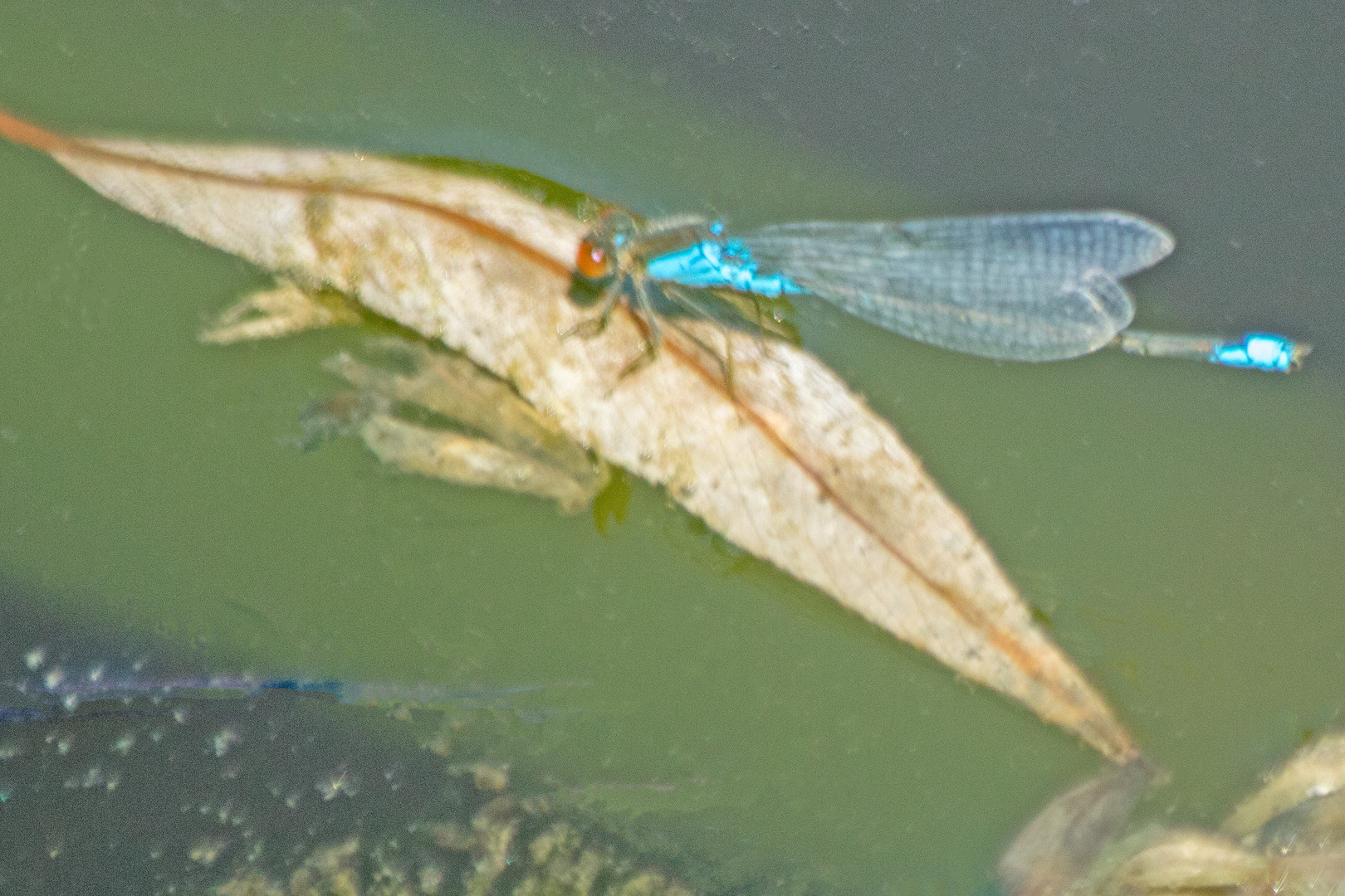 Kleines Granatauge (Erythromma viridulum)