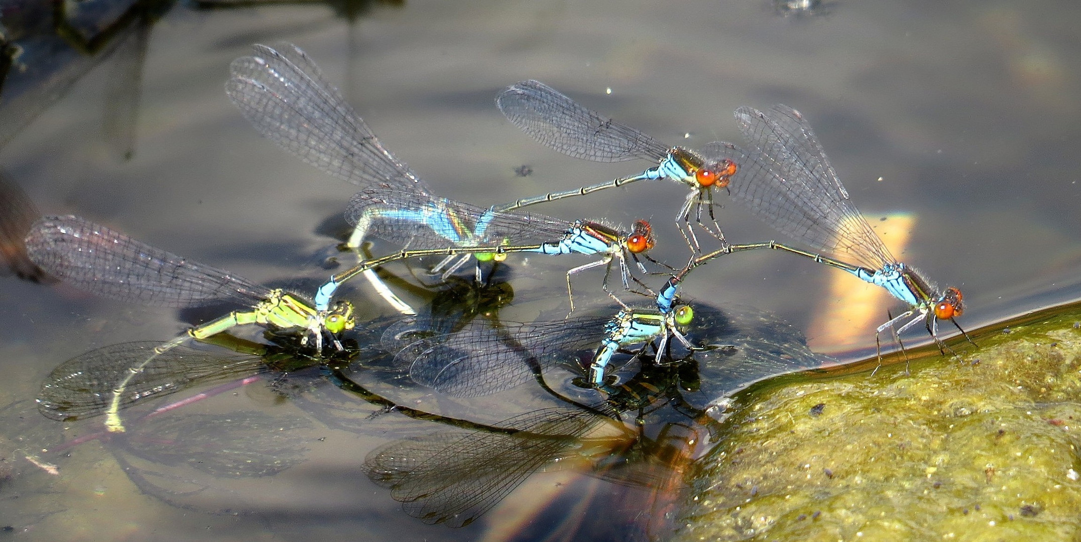 Kleines Granatauge (Erythromma viridulum) bei der Eiablage