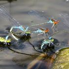 Kleines Granatauge (Erythromma viridulum) bei der Eiablage