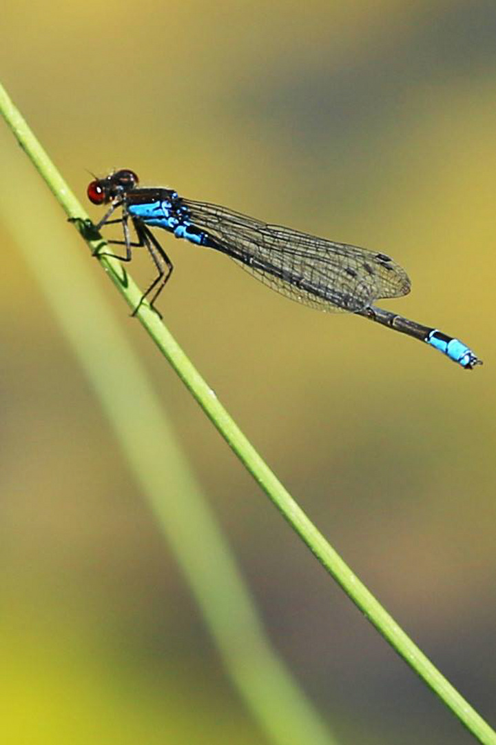 Kleines Granatauge (Erythromma viridulum)