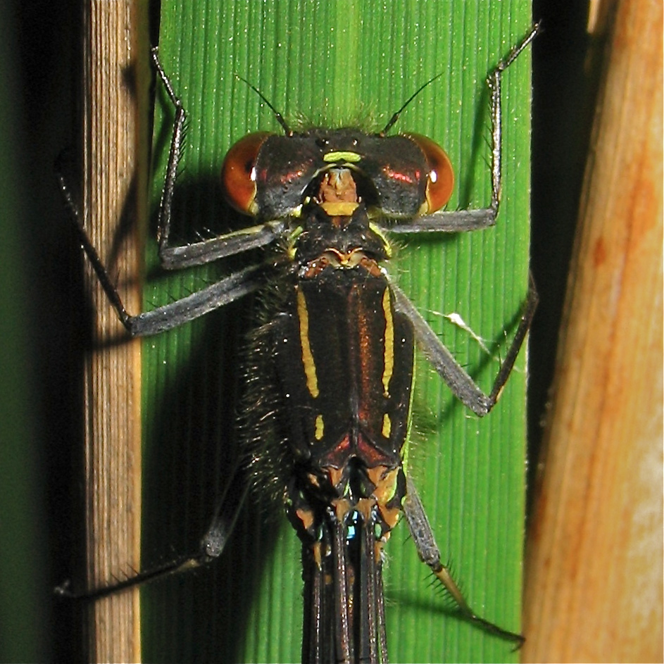 Kleines Granatauge (Erythromma viridulum), Leipzig, 15.5.2012 - Blitzfoto