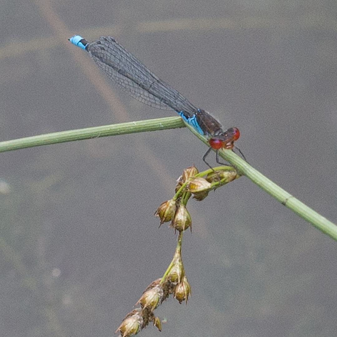 Kleines Granatauge (Erythromma viridulum), Männchen