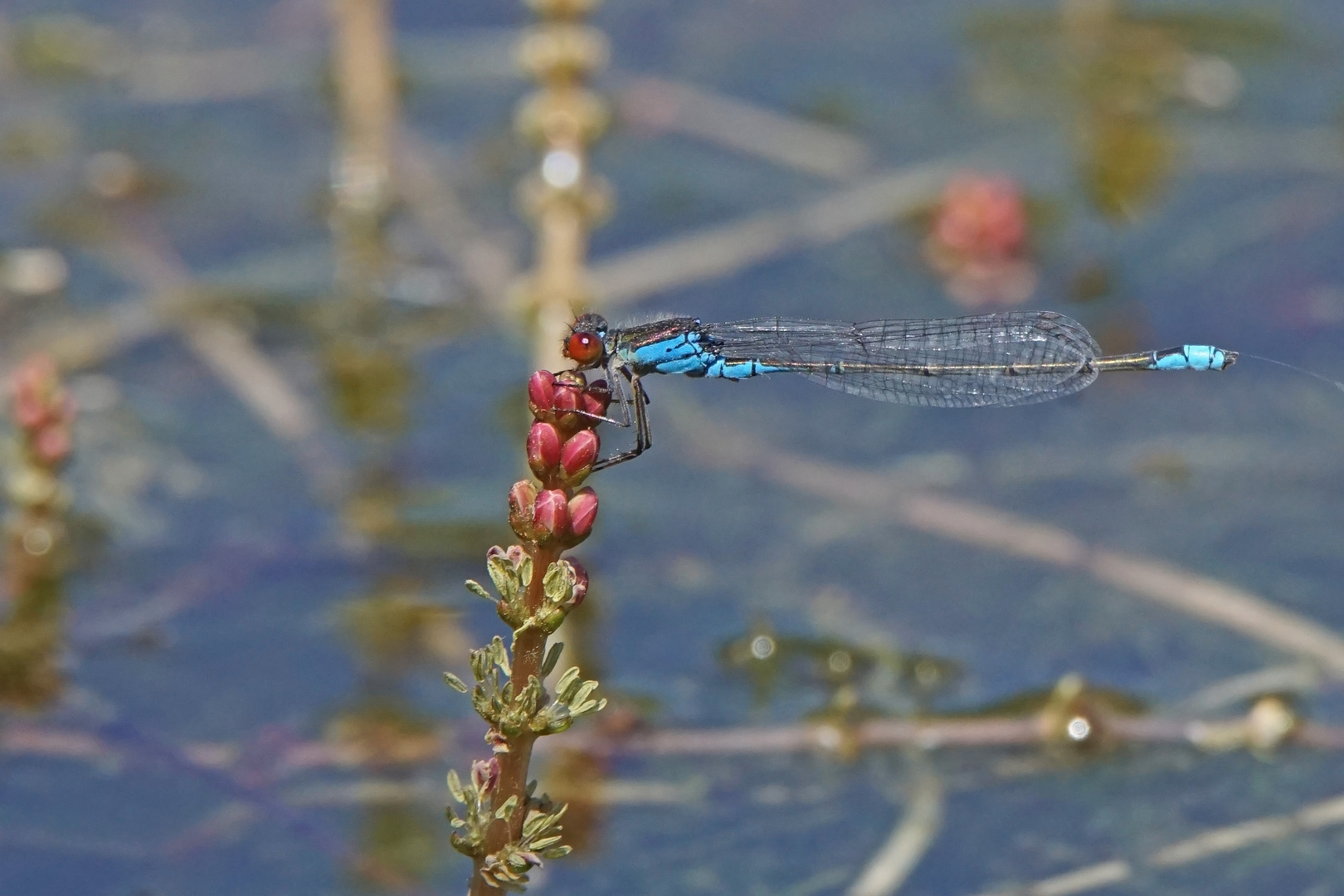 Kleines Granatauge (Erythromma viridulum), Männchen