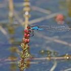 Kleines Granatauge (Erythromma viridulum), Männchen