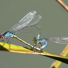 Kleines Granatauge (Erythromma viridulum), Paarungsrad