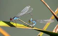 Kleines Granatauge (Erythromma viridulum), Paarungsrad