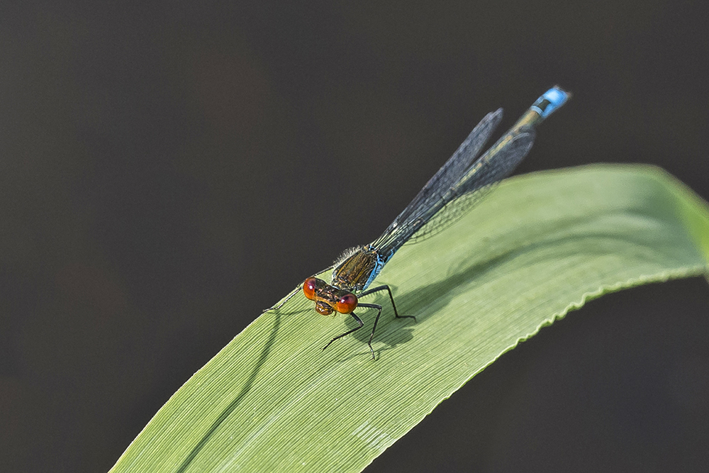 Kleines Granatauge,m (Erythromma viridulum)